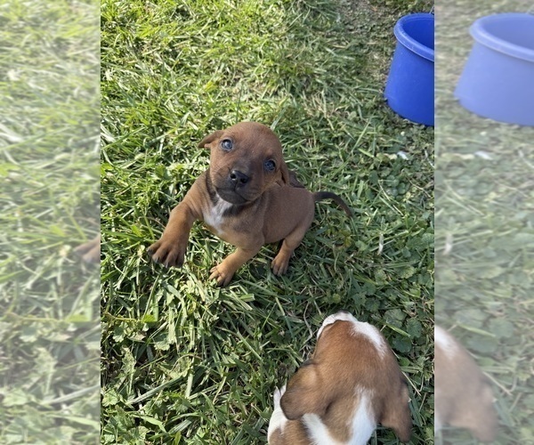 Medium Photo #1 Coonhound Puppy For Sale in ZANESVILLE, OH, USA