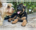 Small Photo #325 German Shepherd Dog Puppy For Sale in WELLINGTON, FL, USA