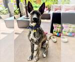 Small #2 German Shepherd Dog-Holland Shepherd Mix