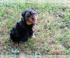 Yorkshire Terrier Puppy for Sale in NICHOLSON, Georgia USA