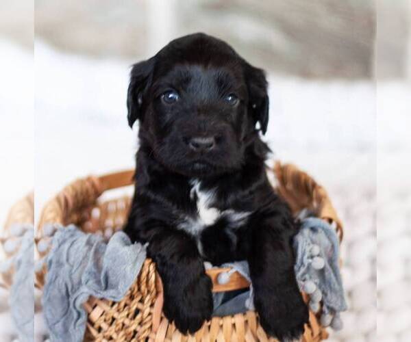 Medium Photo #1 Portuguese Water Dog Puppy For Sale in STEVENS, PA, USA