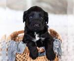 Small Photo #1 Portuguese Water Dog Puppy For Sale in STEVENS, PA, USA