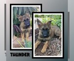 Puppy Thunder German Shepherd Dog