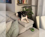 Small #6 Boglen Terrier