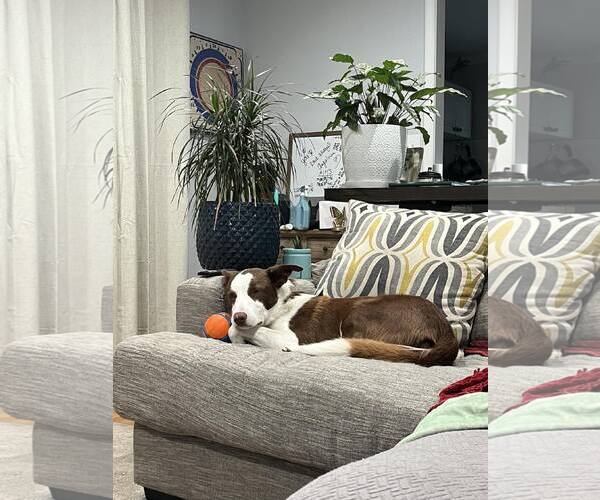 Medium Photo #6 Bull Terrier-Unknown Mix Puppy For Sale in Spring Lake, NJ, USA