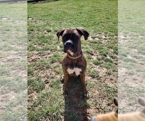 Boxer Puppy for sale in BURLINGTON, KY, USA