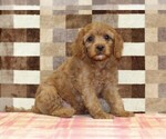 Small #2 Cavapoo (Miniature)