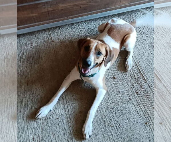 Medium Photo #7 Mutt Puppy For Sale in pomfret, CT, USA