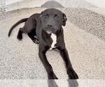 Small Photo #3 Labrador Retriever-Unknown Mix Puppy For Sale in Houston, TX, USA