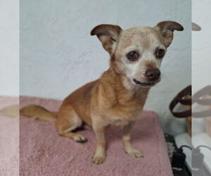 Chihuahua-Unknown Mix Dogs for adoption in Chico, CA, USA