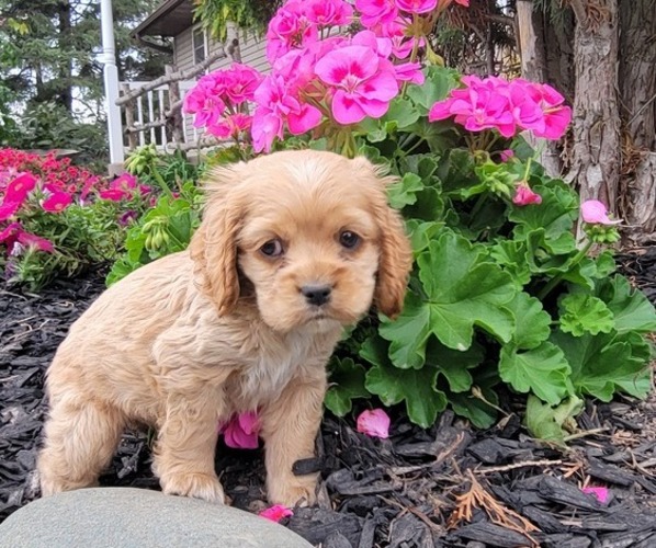 Medium Photo #2 Cocker Spaniel Puppy For Sale in WITHEE, WI, USA