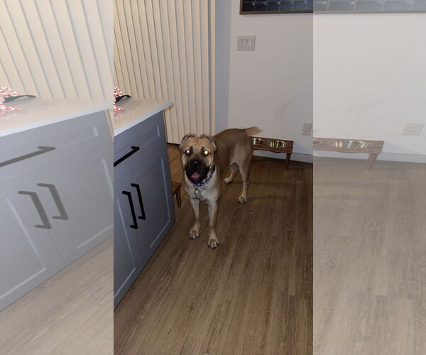 Medium Photo #1 Mutt Puppy For Sale in Goodyear, AZ, USA