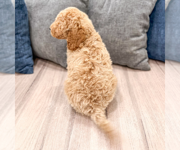 Medium Photo #4 Miniature Labradoodle Puppy For Sale in MILLERSBURG, OH, USA