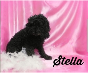 Mother of the Poodle (Toy) puppies born on 09/03/2021