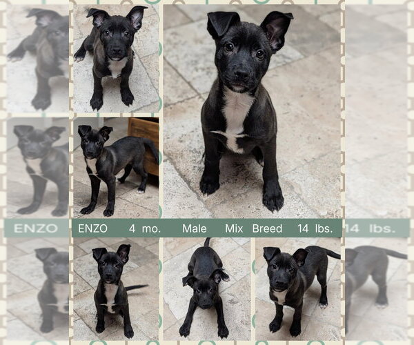 Medium Photo #8 Mutt Puppy For Sale in Mesa, AZ, USA