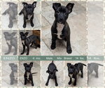 Small #7 Mutt