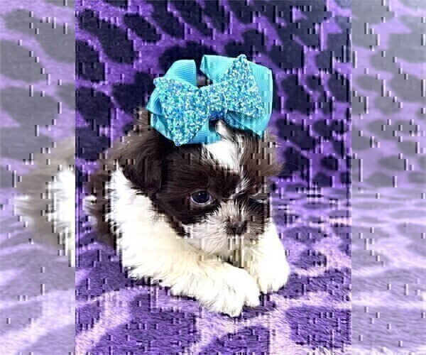 Medium Photo #4 Shih Tzu Puppy For Sale in WEST PALM BEACH, FL, USA