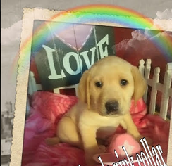 Labrador Retriever Puppy for sale in SEYMOUR, IN, USA