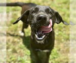 Small #5 Lab-Pointer