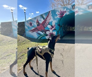 Father of the Doberman Pinscher puppies born on 08/20/2025