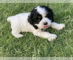 Small Photo #12 Cocker Spaniel Puppy For Sale in AVONDALE-GOODYEAR, AZ, USA