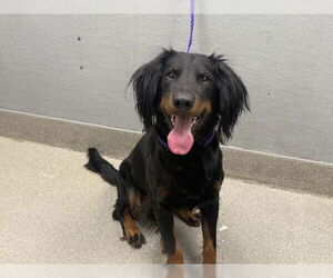 Rottweiler-Unknown Mix Dogs for adoption in Las Vegas, NV, USA