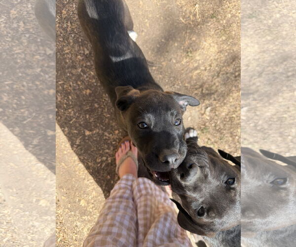 Medium Photo #3 Mutt Puppy For Sale in Fort Collins, CO, USA