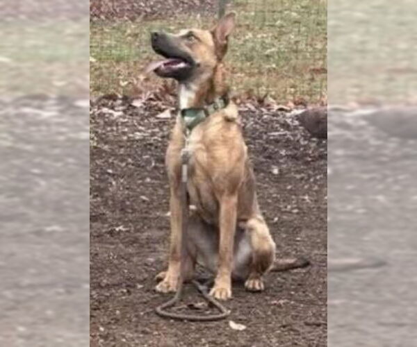 Medium Photo #2 American Pit Bull Terrier-German Shepherd Dog Mix Puppy For Sale in Rustburg, VA, USA