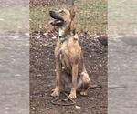 Small #1 American Pit Bull Terrier-German Shepherd Dog Mix