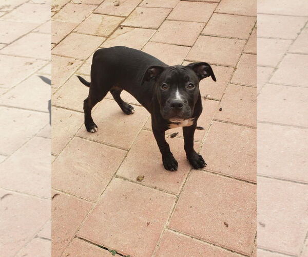 Medium Photo #3 American Pit Bull Terrier-Unknown Mix Puppy For Sale in Spotsylvania, VA, USA