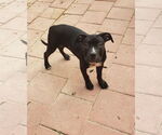 Small #2 American Pit Bull Terrier Mix