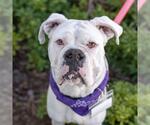 Small #10 Boxer