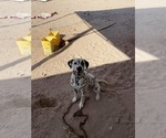 Small Photo #1 Dalmatian Puppy For Sale in VINTON, TX, USA