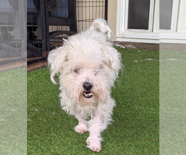 Medium Photo #6 Bichon Frise-Unknown Mix Puppy For Sale in Spring, TX, USA