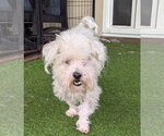 Small #5 Bichon Frise Mix