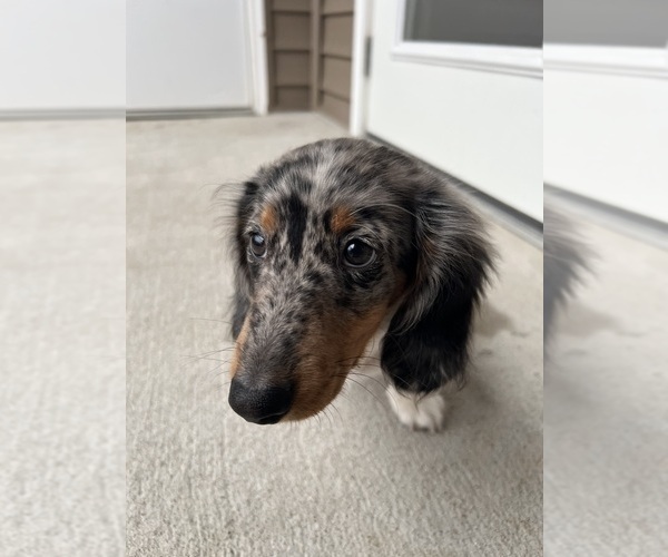 Medium Photo #5 Dachshund Puppy For Sale in STAFFORD, VA, USA