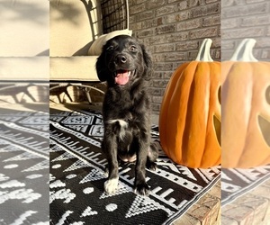 Golden Shepherd Puppy for sale in GREENFIELD, IN, USA