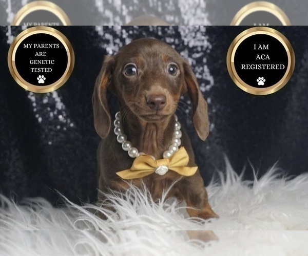 Medium Photo #6 Dachshund Puppy For Sale in WARSAW, IN, USA