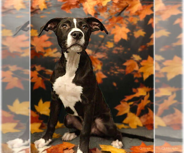 Medium Photo #4 American Pit Bull Terrier-Unknown Mix Puppy For Sale in Talladega, AL, USA