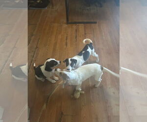 Beagle Dogs for adoption in Apple Valley, CA, USA