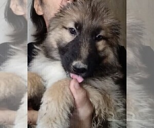 King Shepherd Puppy for sale in YUCCA VALLEY, CA, USA