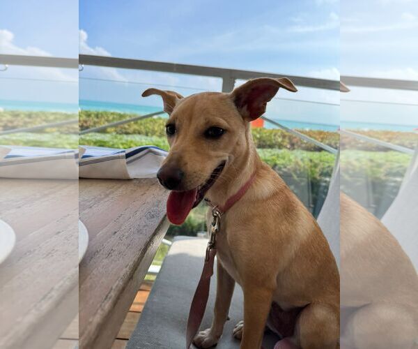 Medium Photo #5 Mutt Puppy For Sale in miami, FL, USA