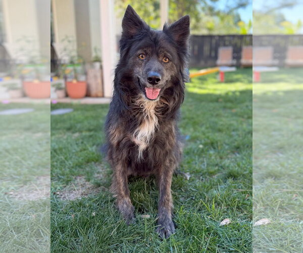 Medium Photo #3 Siberian Husky-Unknown Mix Puppy For Sale in Corona, CA, USA