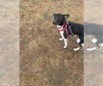 Small #4 Mutt