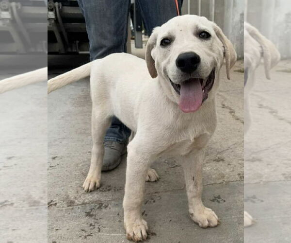 Medium Photo #2 Labrenees Puppy For Sale in Coralville, IA, USA