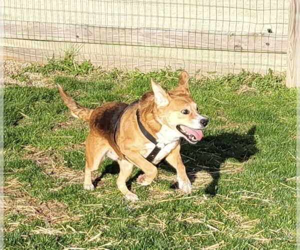 Medium Photo #7 Beagle-Unknown Mix Puppy For Sale in Germantown, OH, USA