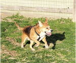 Small #6 Beagle Mix