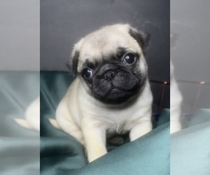 Pug Litter for sale in NILES, MI, USA