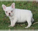 Small Photo #2 French Bulldog Puppy For Sale in GRAVETTE, AR, USA