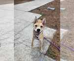 Small #2 Dutch Shepherd  Mix